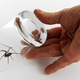 Illustration for article titled Cornered Glass Spider Trap
